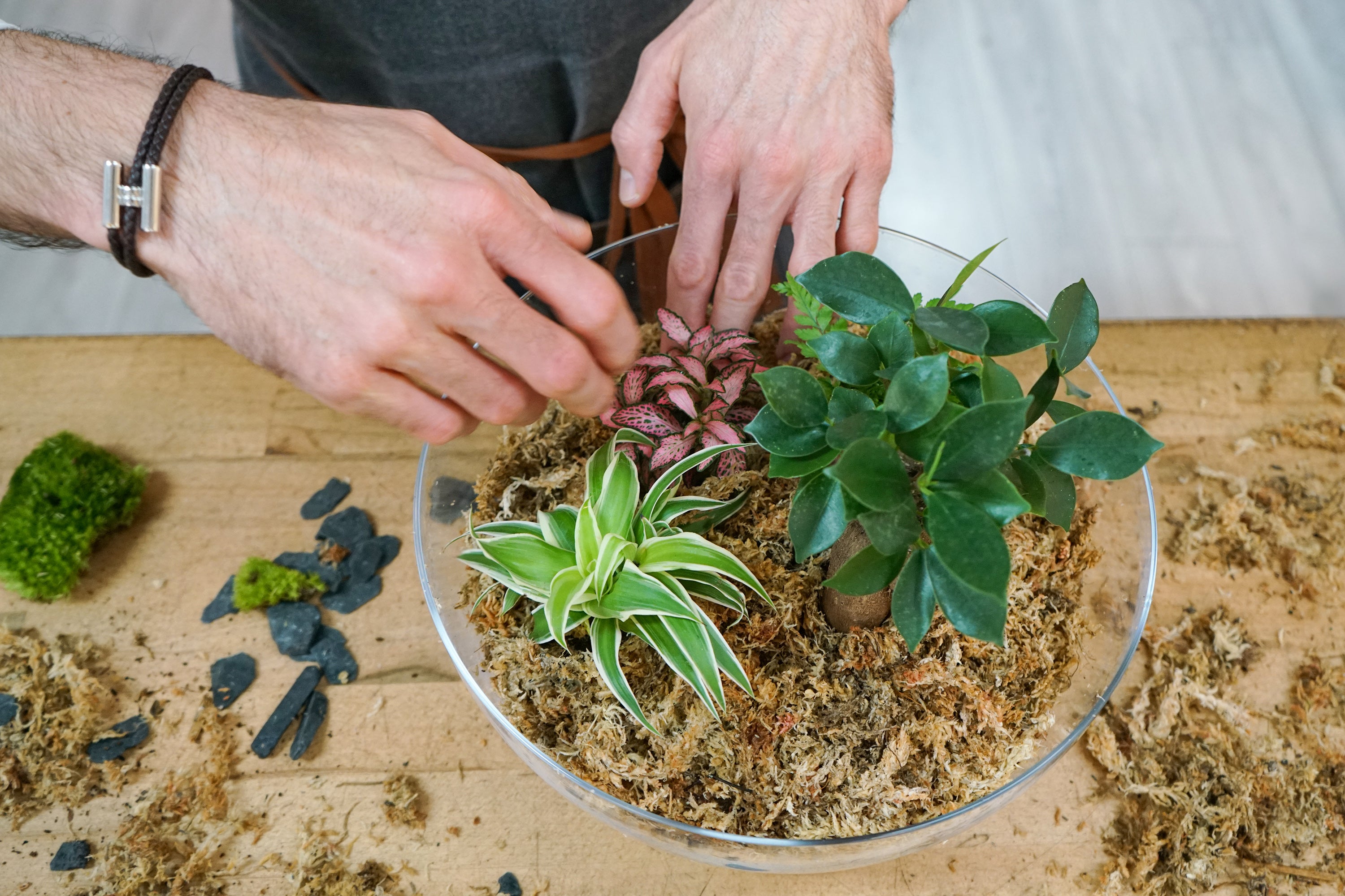 Terrarium plante kit DIY à faire soi-même - Les Beauxtanistes