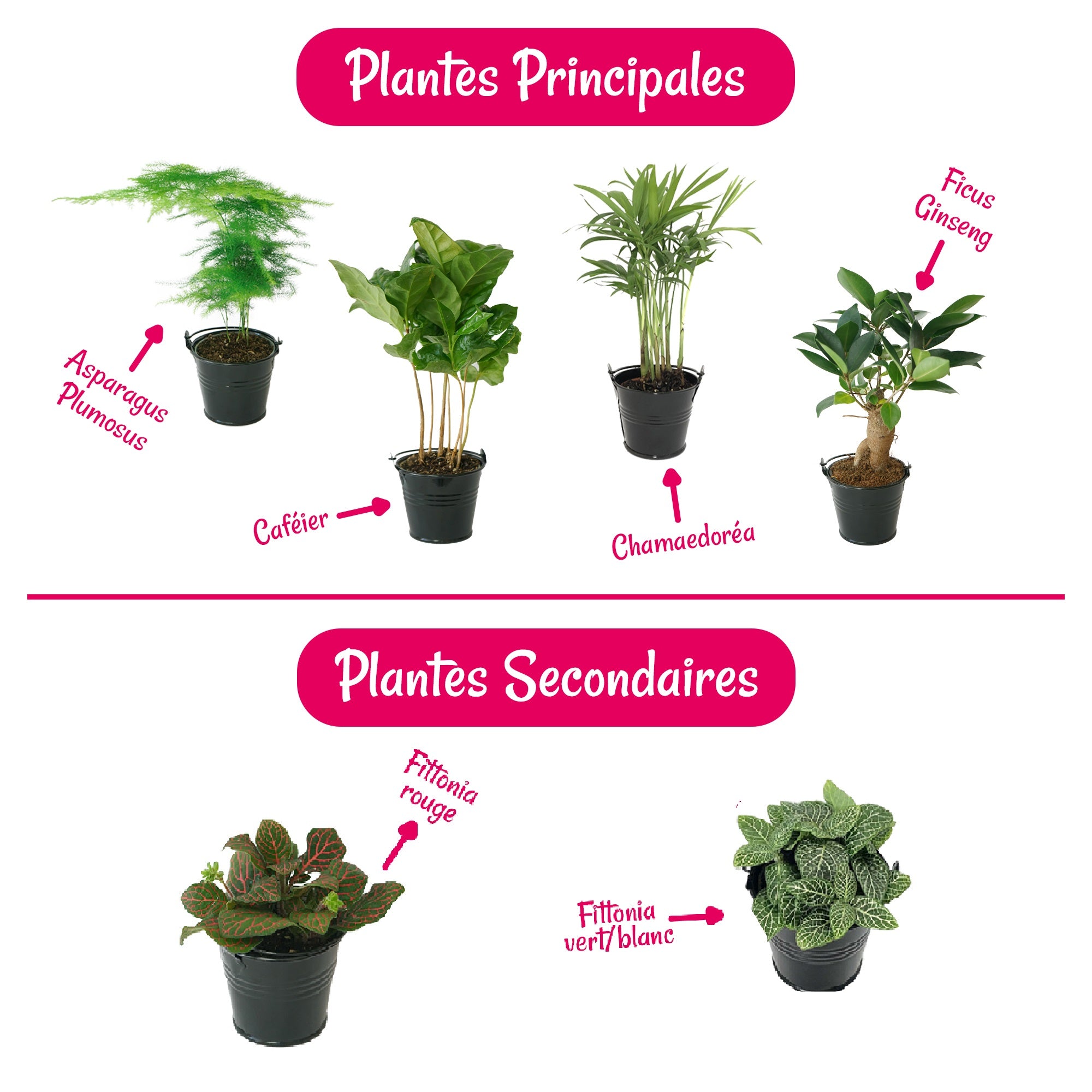 Kit terrarium plante DIY Sohna & Bocal - Les Beauxtanistes
