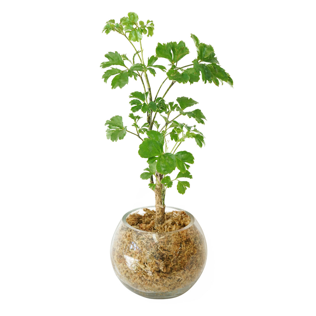 Terrarium Oeuf Framboise XL  Boby la Plante – bobylaplante